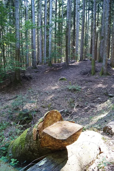 Trechters Van Platanen Het Bos Van Vallombrosa Toscane Italië — Stockfoto