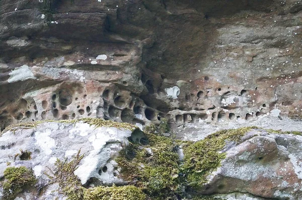 Felsen Wald Von Vallombrosa Toskana Italien — Stockfoto