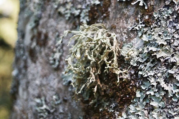 Lichen Tronco Árvore Floresta Vallombrosa Toscana Itália — Fotografia de Stock