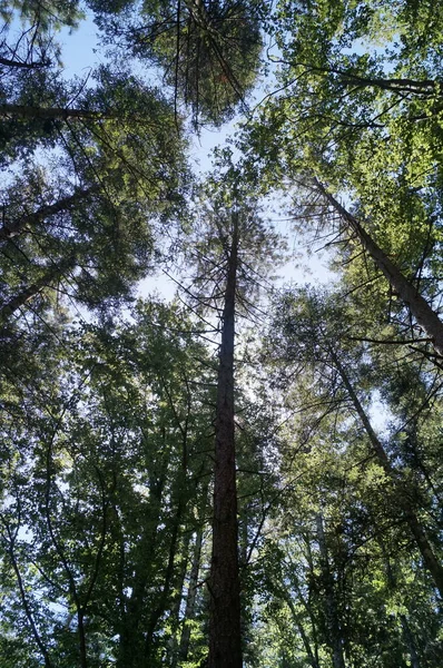 Talya Nın Vallombrosa Toskana Ormanlarındaki Firavun Ağaçları — Stok fotoğraf