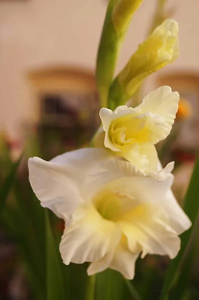 White Lily Flower Garden — Stock Photo, Image
