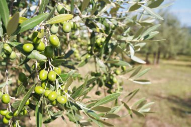 Chianti kırsalında zeytin ağaçları, Toskana, İtalya