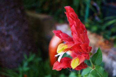 Çiçek og Photinia kırmızı robin bir bahçede