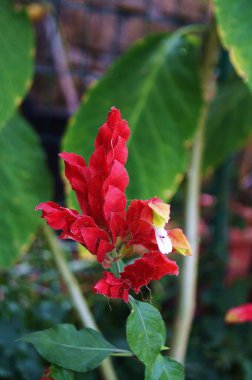 Çiçek og Photinia kırmızı robin bir bahçede