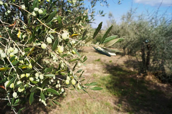 Oliviers Dans Campagne Chianti Toscane Italie — Photo