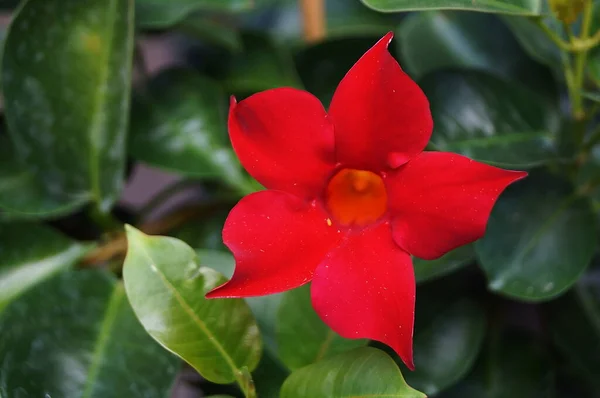 Красный Цветок Мандевиллы Саду — стоковое фото
