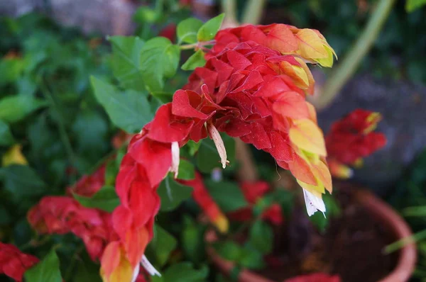 庭の花の写真家赤いロビン — ストック写真