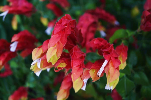 庭の花の写真家赤いロビン — ストック写真