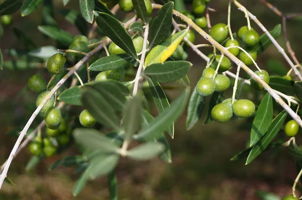 Aceitunas Chianti Toscana Italia — Foto de Stock