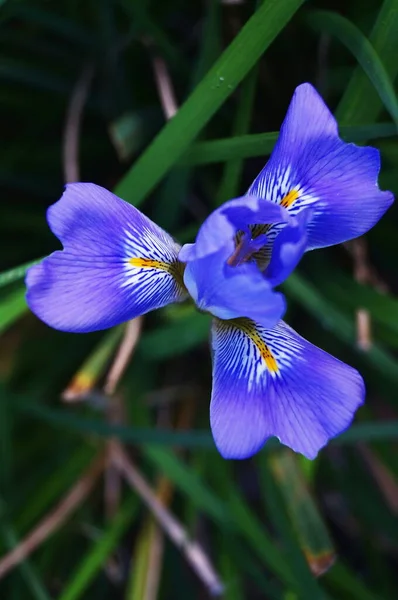 Iris Dans Parc Villa Stibbert Florence Italie — Photo