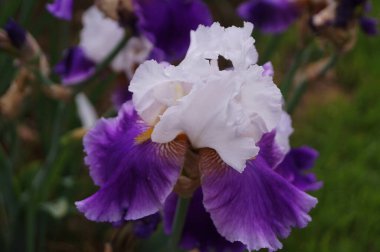 Bahçede mor ve beyaz süsen çiçekleri