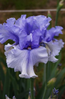 Beyaz gölgeli açık mavi süsen.