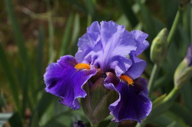 Beyaz tonları olan mavi iris