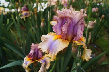 Sarı, beyaz ve mor tonları olan Iris.