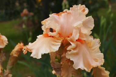 Pembe gözlüklü beyaz iris