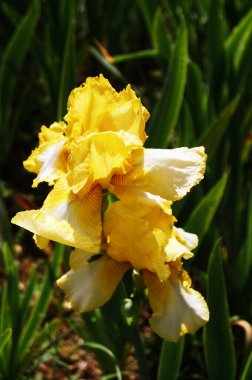 Bahçedeki sarı zambak