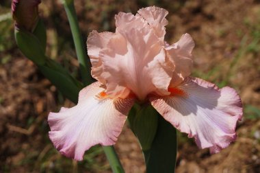 Mor renkli pembe süsen çiçekleri