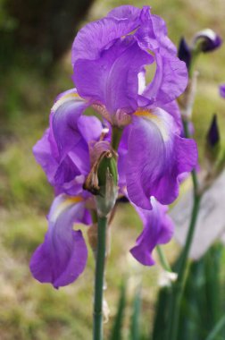 Bahçede açık mor bir göz