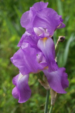 Bahçede açık mor bir göz