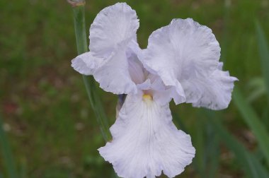 Bahçedeki beyaz göz