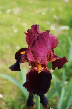 Mor renkli kırmızı iris