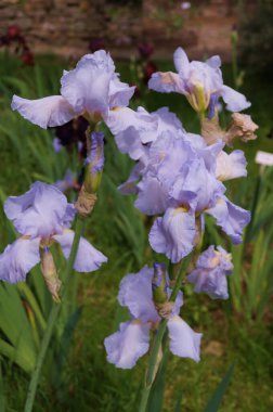 Beyaz gölgeli açık mavi süsen çiçekleri