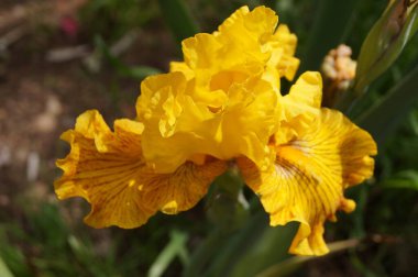 Bahçedeki sarı zambak