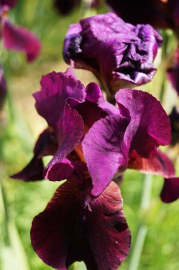 Bahçedeki mor göz.