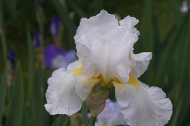 Bahçedeki beyaz göz