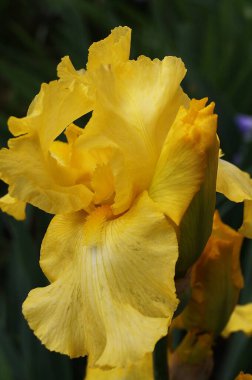 Bahçedeki sarı zambak