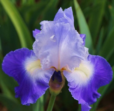 Pembe ve sarı gölgeli açık mavi süsen