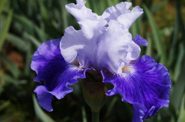 Pembe ve sarı gölgeli açık mavi süsen