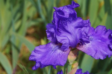 Bahçedeki ilahi iris