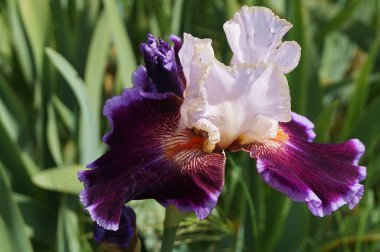 Bahçede beyaz ve mor bir göz