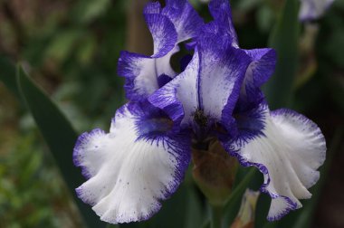 Bahçedeki beyaz ve mavi göz