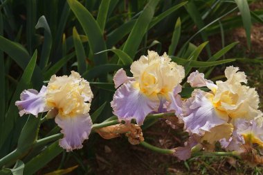 Mor renkli sarı zambak.