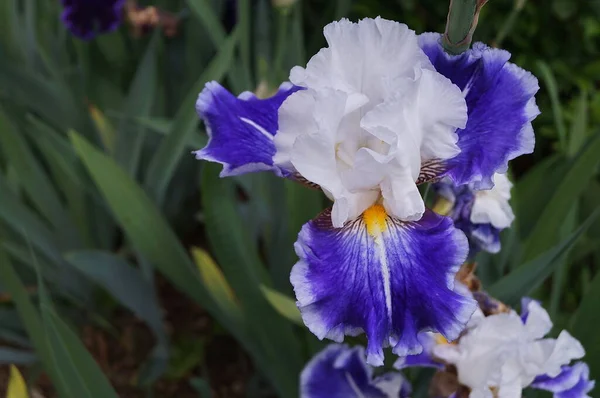 Iris Blanc Aux Teintes Violettes — Photo