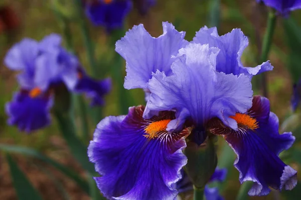 Iris Bleu Avec Des Sous Tons Blancs — Photo