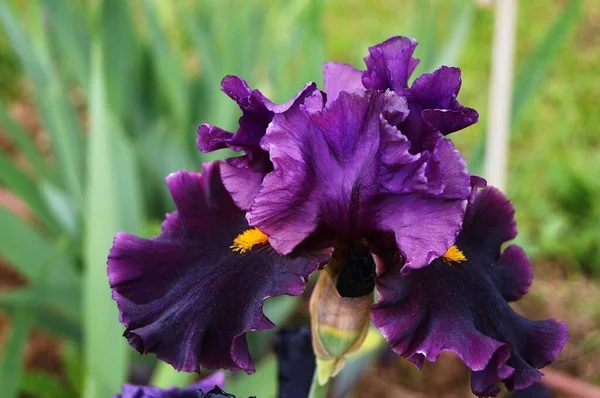 Purple Iris Garden — Stock Photo, Image