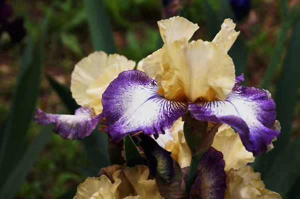 Yellow Iris White Purple Shades — Stock Photo, Image