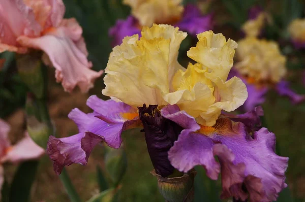 Íris Amarela Roxa Jardim — Fotografia de Stock