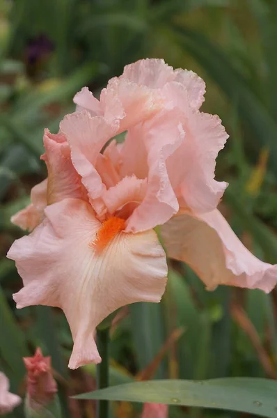 Roze Iris Een Tuin — Stockfoto