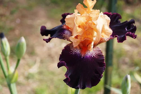 Íris Laranja Roxa Jardim — Fotografia de Stock