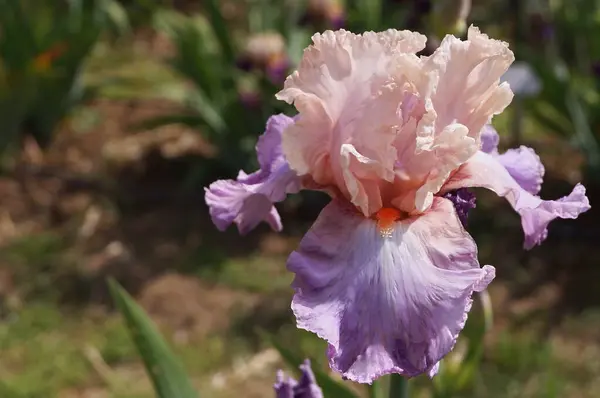 Roze Iris Met Paarse Tinten — Stockfoto