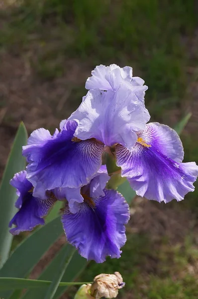 Beyaz Tonlu Mor Iris — Stok fotoğraf