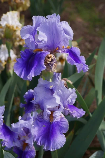 Iris Violet Avec Des Sous Tons Blancs — Photo