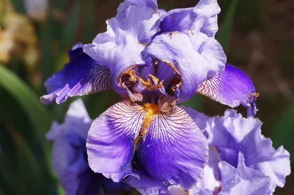 Purple Iris White Undertones — Stock Photo, Image