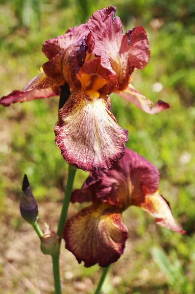 Purple Iris Yellow Shades Streaks — Stock Photo, Image