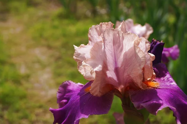 Рожева Фіолетова Іриси Саду — стокове фото