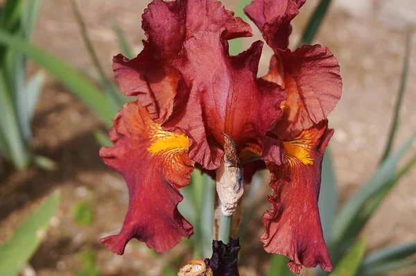 Red Iris Purple Hues — Stock Photo, Image